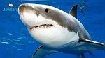 Bizerte : Apparition d'un requin à l’entrée du Vieux port