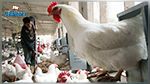 Grippe aviaire : Pas de contamination en Tunisie