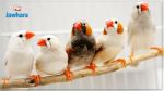 Grippe aviaire: Des oiseaux importés de France saisis à Monastir