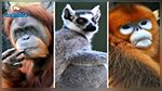 60 % des primates sont menacés d'extinction