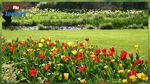 Printemps 2017 : Pourquoi ça tombe le 20 mars ?