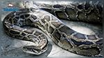 Indonésie: Un homme avalé en entier par un python