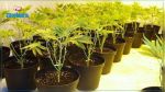 Monastir : Un jeune cultivateur de Marijuana arrêté, 21 plantes saisies