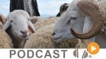 Micro Jawhara du mardi 22 août 2017