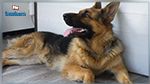Insolite : Un chien avale du crack et tue son propriétaire au Royaume-Uni