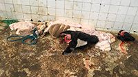 Situation catastrophique dans l'abattoir municipal de Djerba