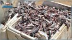 Hammamet : Saisie de 1400 kg de poissons périmés
