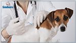 Campagne de vaccination gratuite des chiens et des chats dans toute la Tunisie 