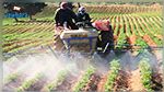 Jendouba : Des députés réclament une réunion ministérielle urgente au profit des agriculteurs