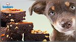Fêtes de fin d'année : Les dangers du chocolat pour le chien 
