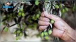 Sfax : Quatre individus arrêtés pour vol de récolte d'olives