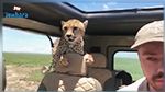 Tanzanie : Un guépard entre par surprise dans une voiture de touristes (Vidéo) 