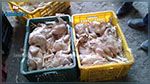Nabeul : Saisie de 5000 poulets importés contaminés par la salmonelle 