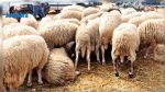 Aujourd'hui, démarrage de la vente des moutons au kilogramme par la société Ellouhoum