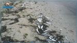 La mort des poissons à Gabes est due à la présence de fortes quantités d’algues vénéneuses en mer