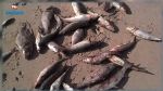 Des poissons morts au Golfe de Gabès : Chahed et deux ministres visés par une plainte