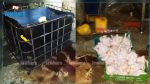 Monastir : Saisie de 2 tonnes de viande de volaille impropre à la consommation