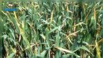 Appel pour le contrôle des fermes d'avoine après l’apparition de la maladie « Puccinia coronata »