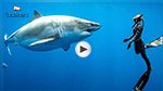 En vidéo, des plongeurs nagent avec un requin blanc géant à Hawaï