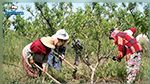 Médenine : Plusieurs ouvrières agricoles blessées dans un accident de la route