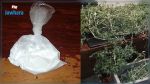 Jendouba : Saisie de 40 plantes de 