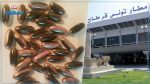 Aéroport de Tunis Carthage : Un passager marocain arrêté avec 28 capsules de cannabis dans le ventre
