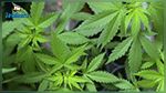 L’expérimentation du cannabis thérapeutique officiellement autorisée en France