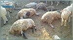 Nabeul : Des moutons décimés par les intempéries