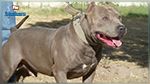 Nabeul : Il lâche un Pitbull dans un hôpital et prend la fuite