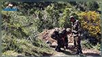 Algérie : Un terroriste abattu par l'armée à Tipasa