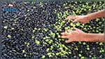 Baisse du prix des olives : Les agriculteurs de Sidi Bouzid protestent