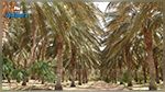 Le palmier dattier inscrit sur la liste représentative du patrimoine culturel immatériel de l’Humanité