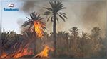 Incendie dans l'ancienne oasis de Tozeur 