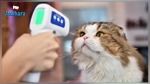 Covid-19 : Un deuxième chat testé positif en France