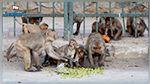 INSOLITE - Inde : Des singes s'emparent d'échantillons de test sanguins pour le Covid-19