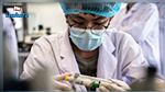 Un virus de grippe porcine découvert comme propice à une prochaine pandémie