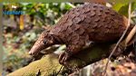 Le 20 février c’est la journée mondiale du pangolin !