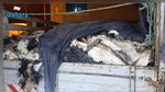 Douane: Saisie de 18 500 paquets de cigarettes d’une valeur de 100 mille dinars