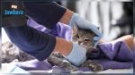 Covid-19 : Homologation en Russie du premier vaccin pour animaux