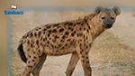 Deux hyènes testées positives au Covid-19 dans un zoo de Denver, une première