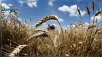 Ministère de l'Agriculture : La récolte céréalière s’annonce bonne