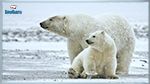 Une nouvelle population d’ours polaires découverte au Groenland