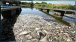 Des milliers de poissons morts découverts dans un fleuve allemand