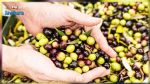 Gafsa: La récolte des olives estimée à 50 mille tonnes pour la saison 2022/2023