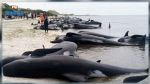 500 dauphins-pilotes meurent au large de la Nouvelle-Zélande
