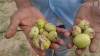 Intempéries à Kairouan : importants dégâts agricoles