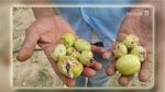 Monastir : Onze agriculteurs touchés par une perte de plus de 2 millions de dinars, suite aux intempéries