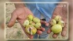 Monastir : Onze agriculteurs touchés par une perte de plus de 2 millions de dinars, suite aux intempéries