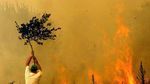 Le Kef : Un incendie dévaste 40 hectares de plantation à Dahmani
