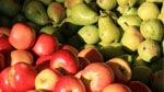 Mise en garde contre la commercialisation des pommes et poires de contrebande